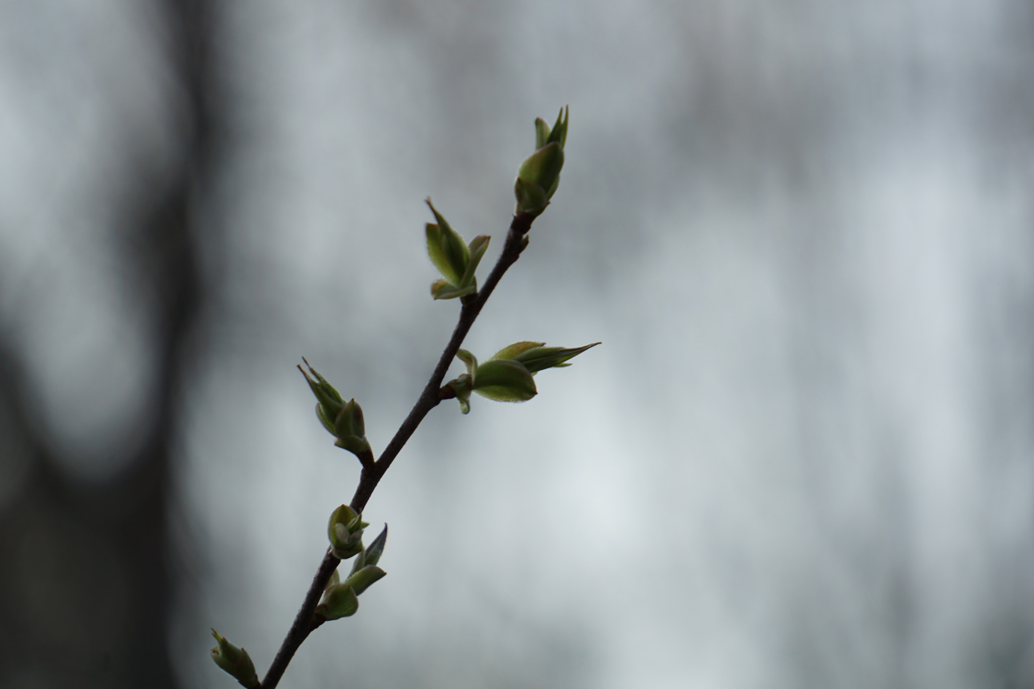 Sony E 55-210mm F4.5-6.3 OSS sample photo. New leaf photography
