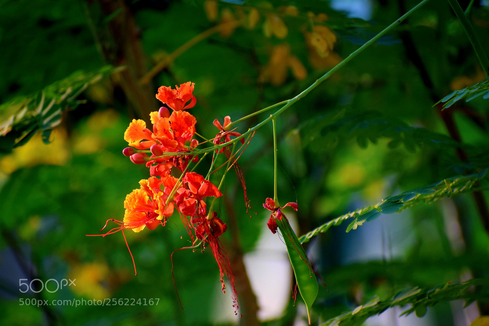 Nikon D5300 sample photo. Shades of three colors photography