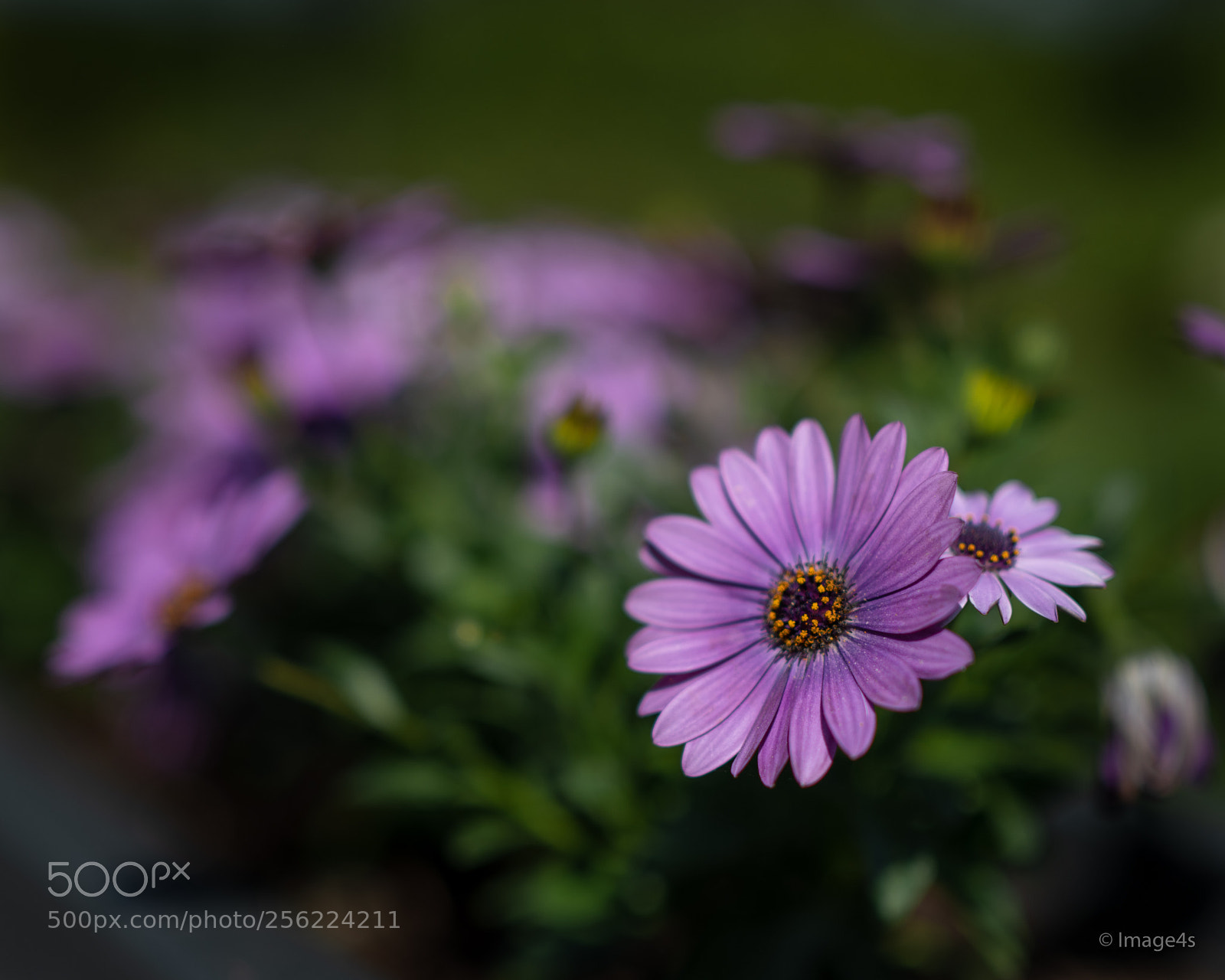 Nikon D850 sample photo. Flowers say hello to photography