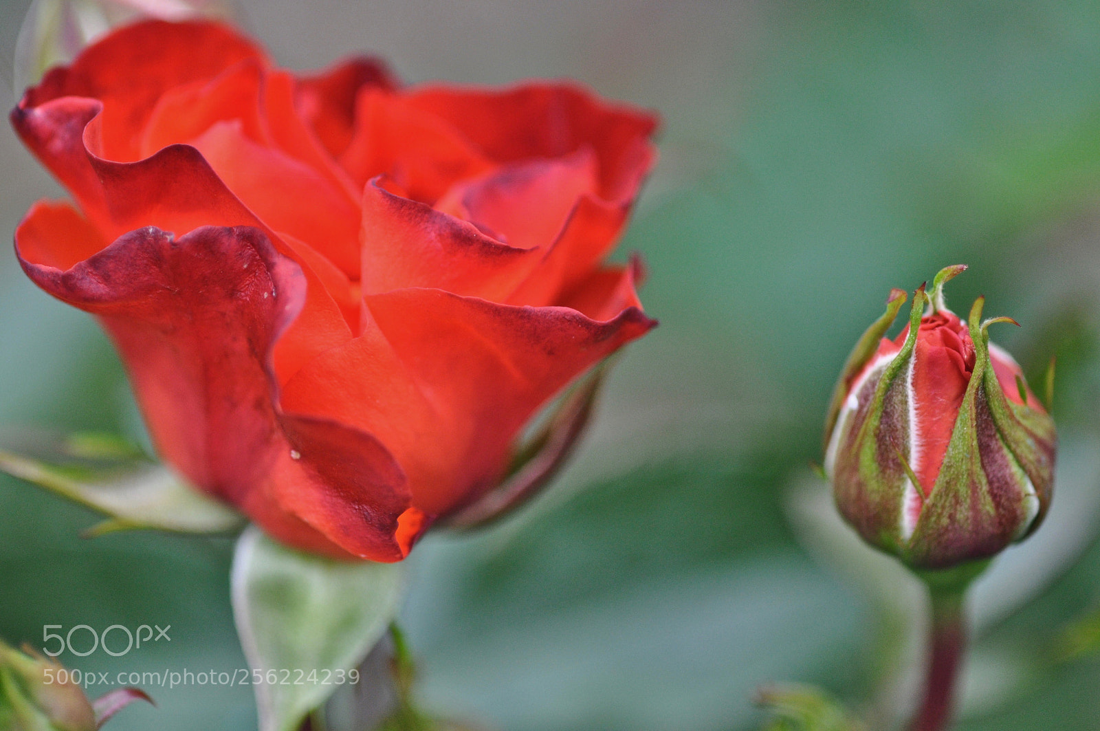 Nikon D90 sample photo. Rose and rosebud photography