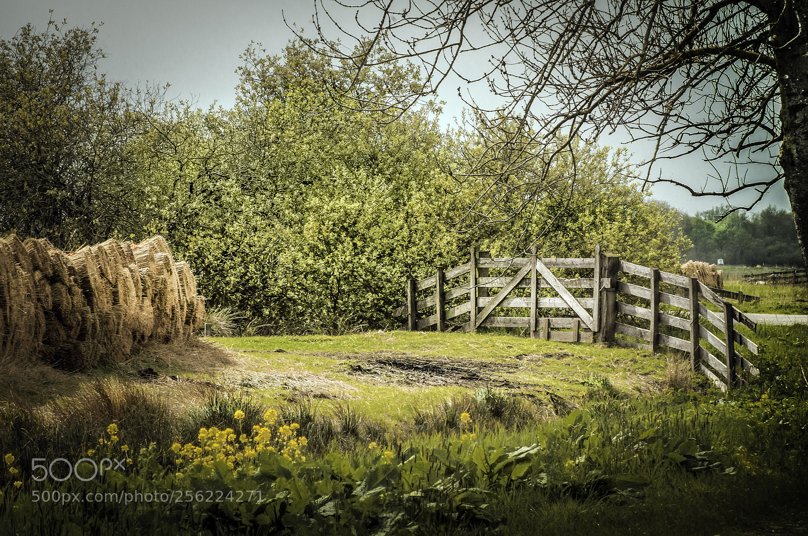 Nikon D5000 sample photo. Wooden fence photography
