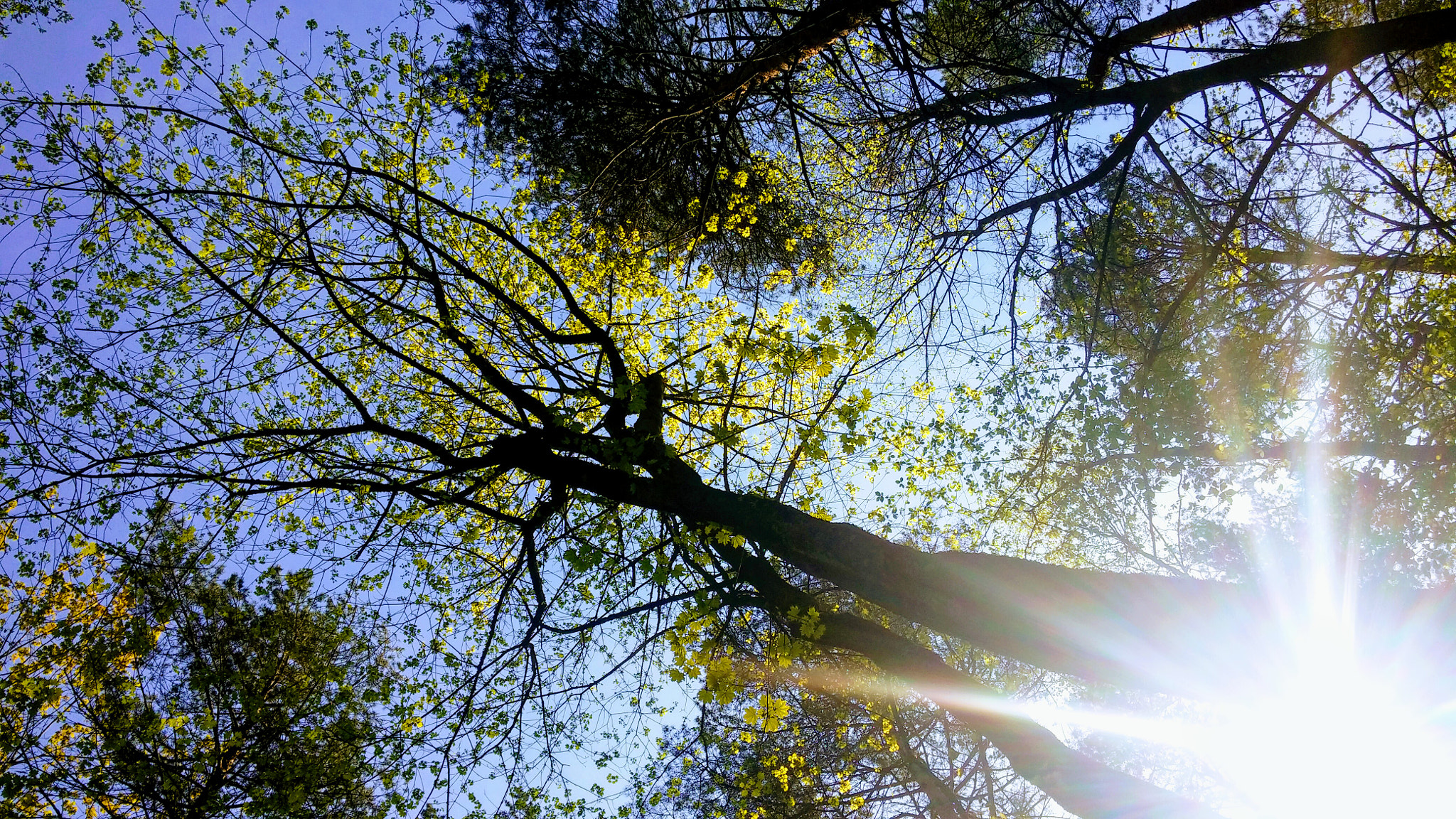 LG G3 sample photo. Life beauty photography