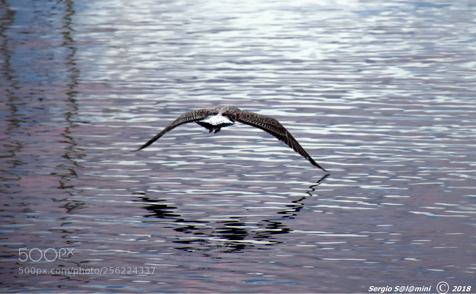 Nikon D7200 sample photo. Flyin’ away  photography
