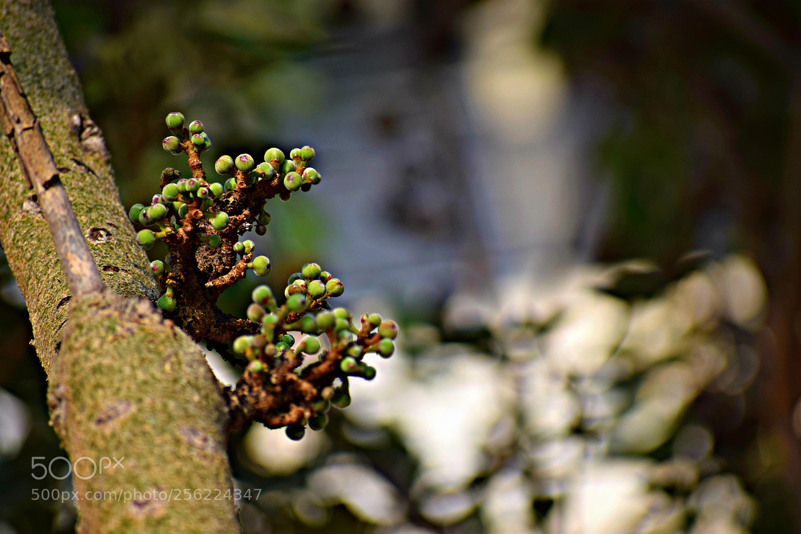 Nikon D5300 sample photo. Beauty of a branch photography