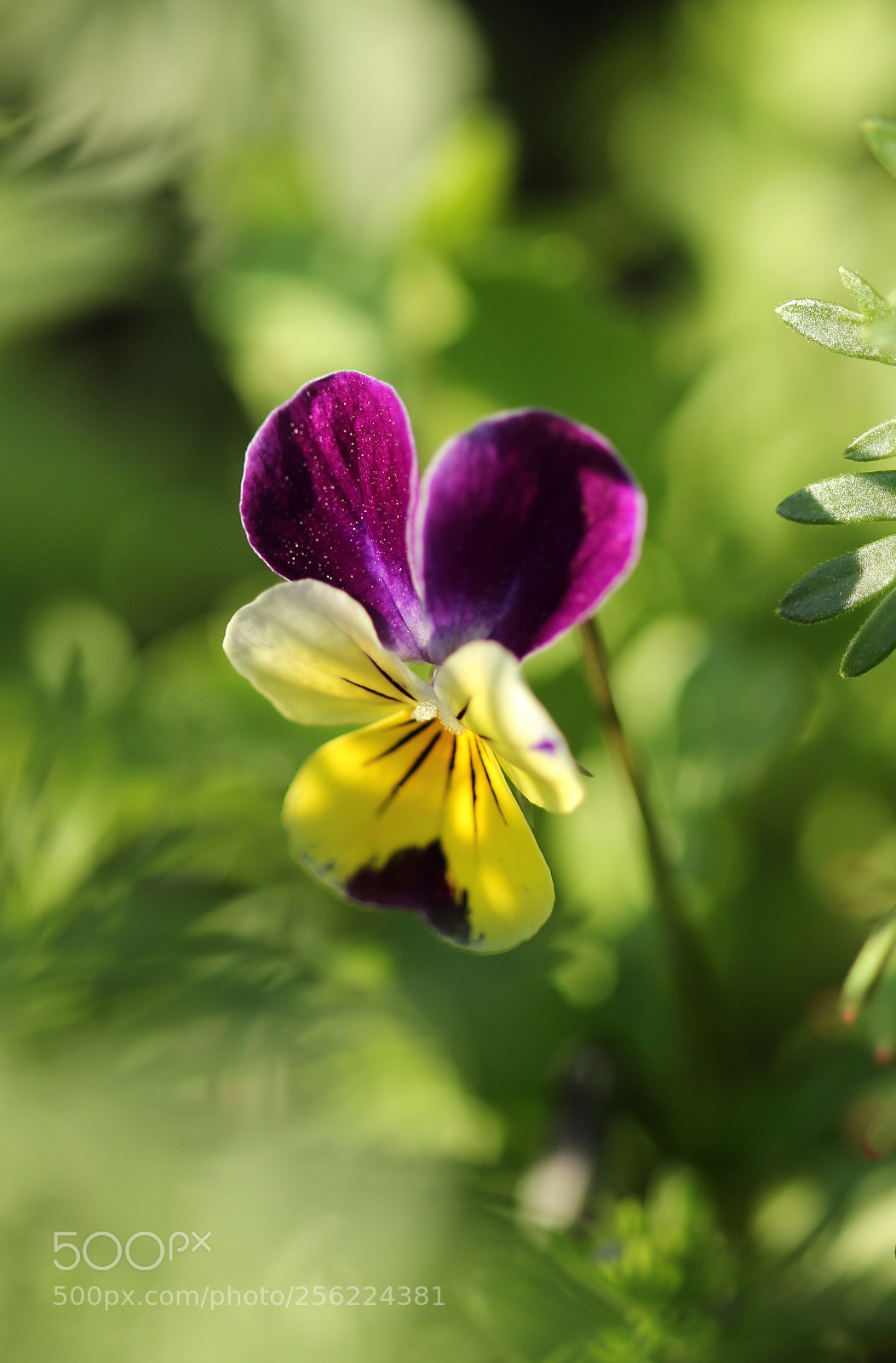 Canon EOS 600D (Rebel EOS T3i / EOS Kiss X5) sample photo. Hidden flower photography