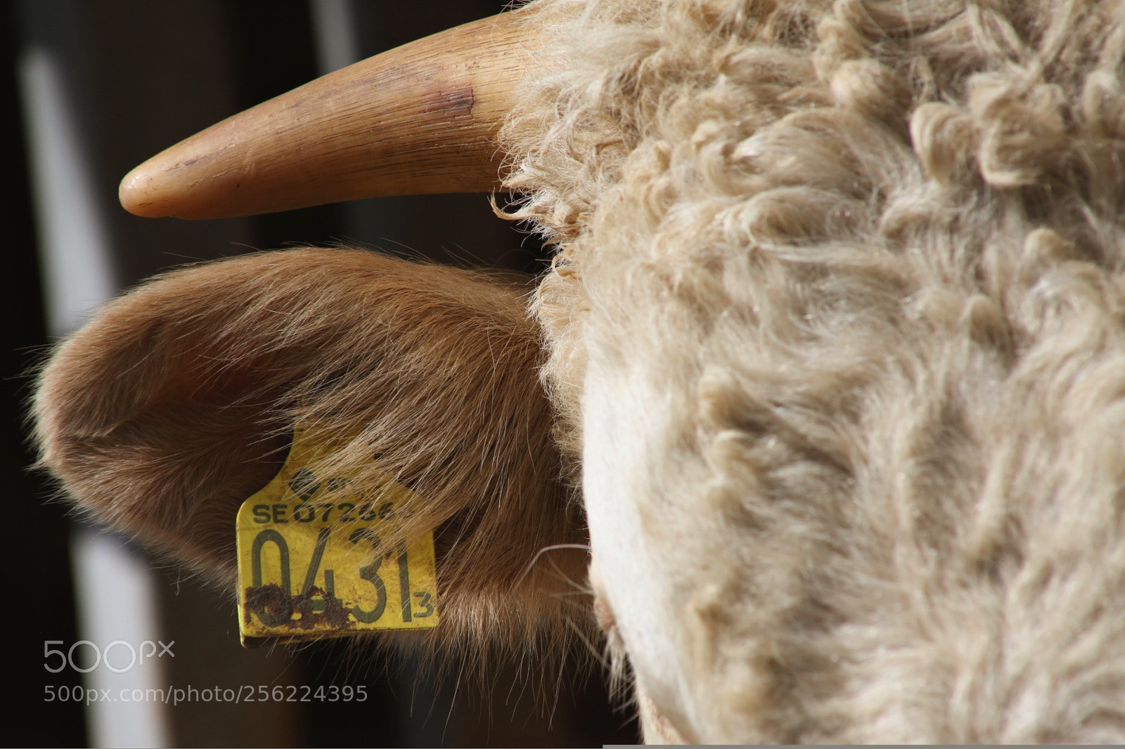 Canon EOS 5D Mark II sample photo. Horn to the side photography