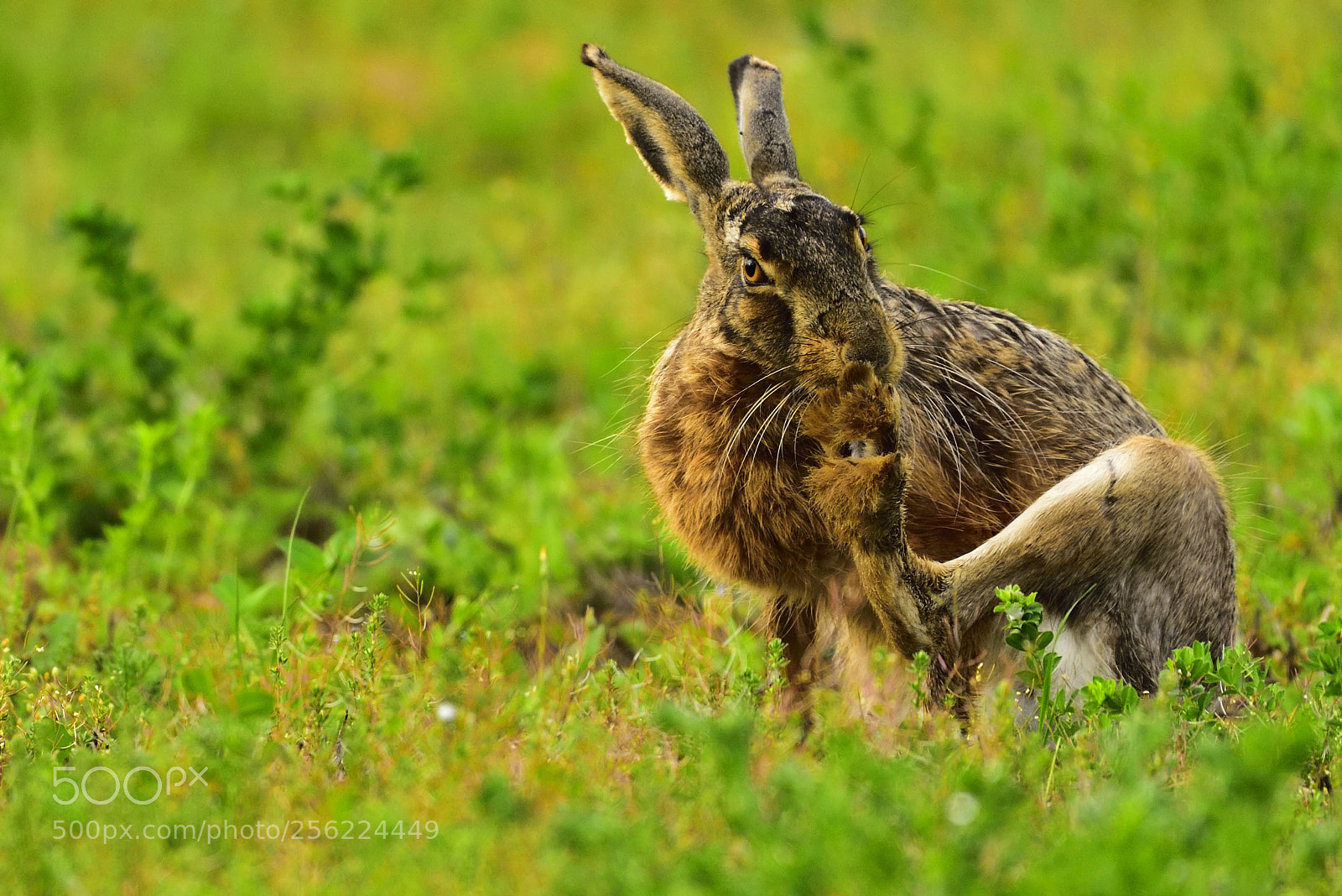 Nikon D750 sample photo. European hare (lepus europaeus) photography