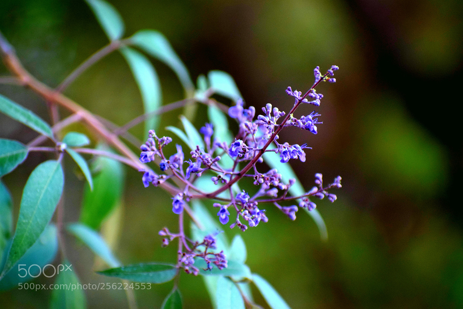 Nikon D5300 sample photo. Beauty of purple photography