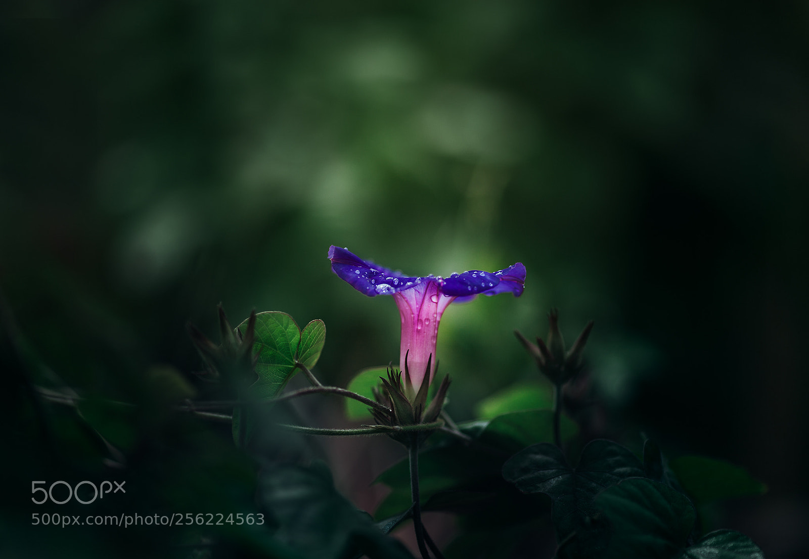Canon EOS 5D Mark II sample photo. Flor de mi huerto photography