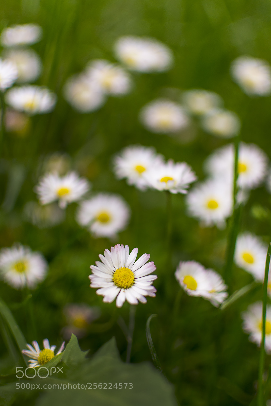Nikon D7100 sample photo. Camomile photography