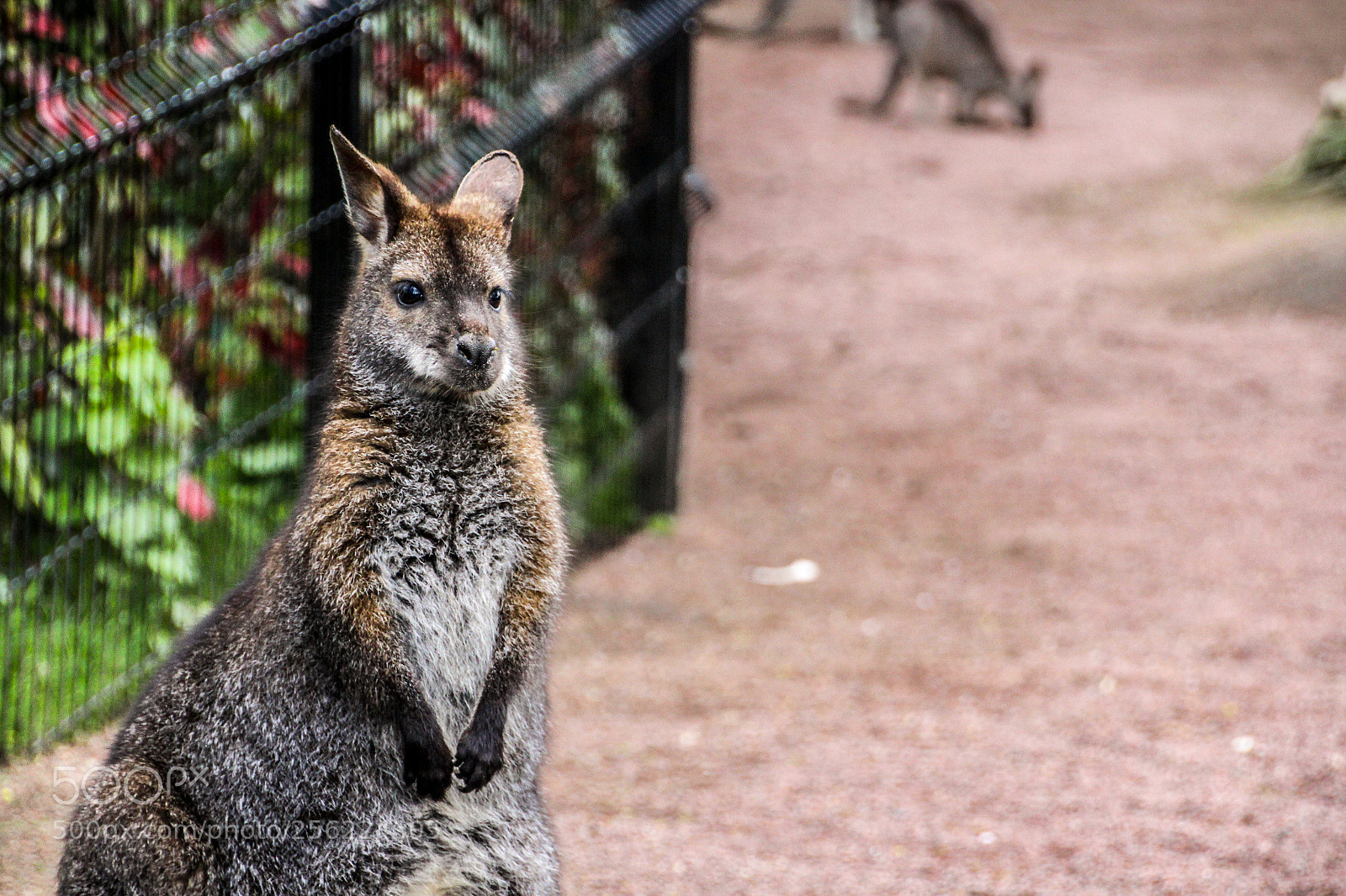 Canon EOS 1200D (EOS Rebel T5 / EOS Kiss X70 / EOS Hi) sample photo. A friendly creature photography