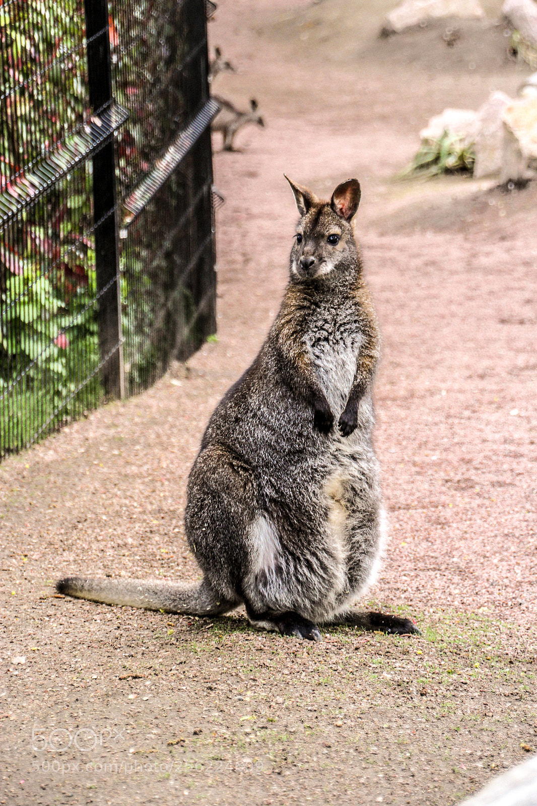 Canon EOS 1200D (EOS Rebel T5 / EOS Kiss X70 / EOS Hi) sample photo. A cuddle kangaroo photography