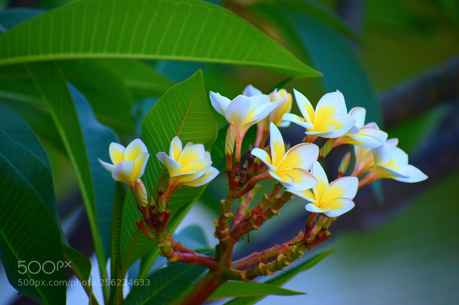 Nikon D5300 sample photo. Gorgeous flowers photography