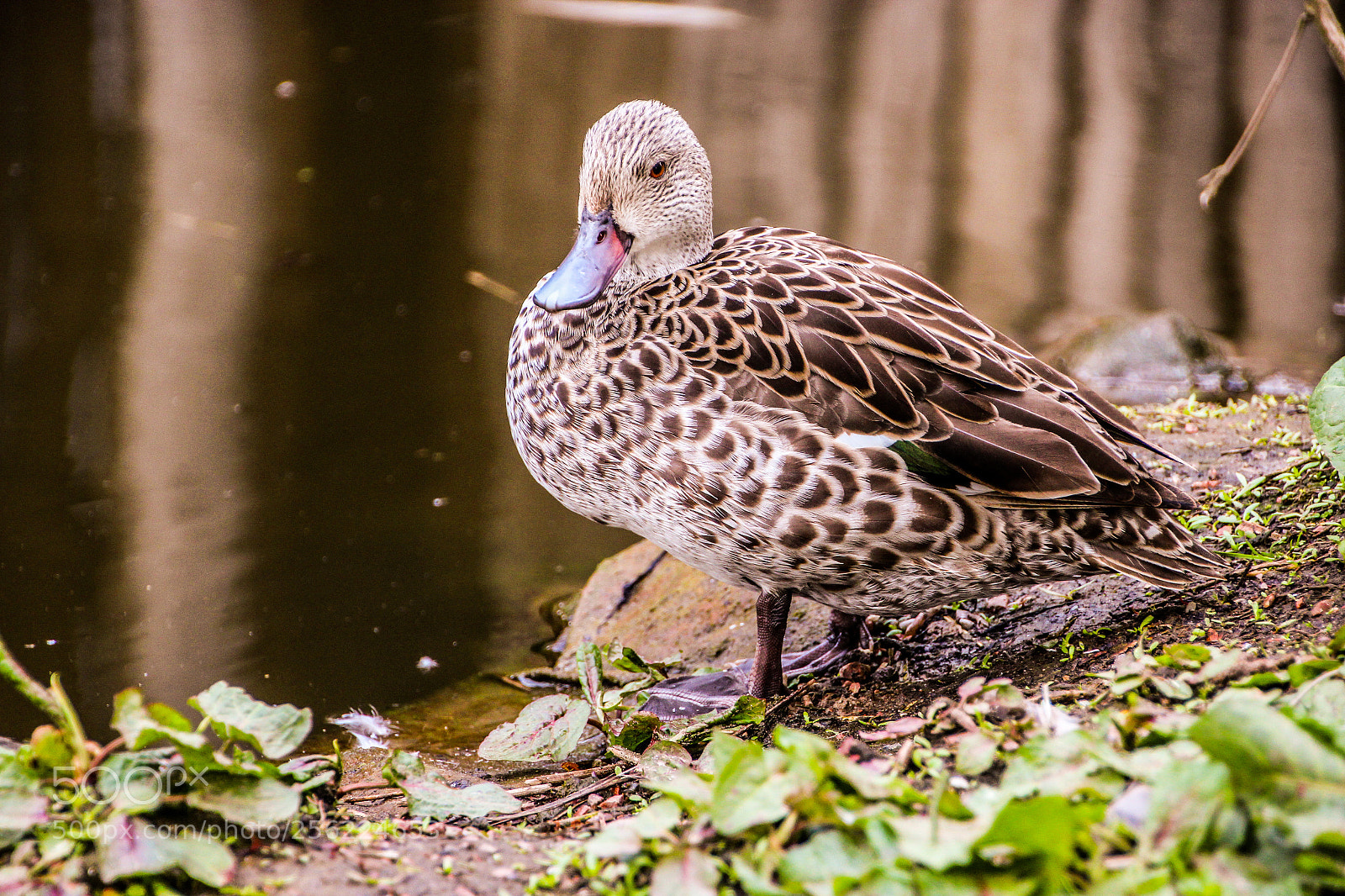 Canon EOS 1200D (EOS Rebel T5 / EOS Kiss X70 / EOS Hi) sample photo. A magnificent plumage photography