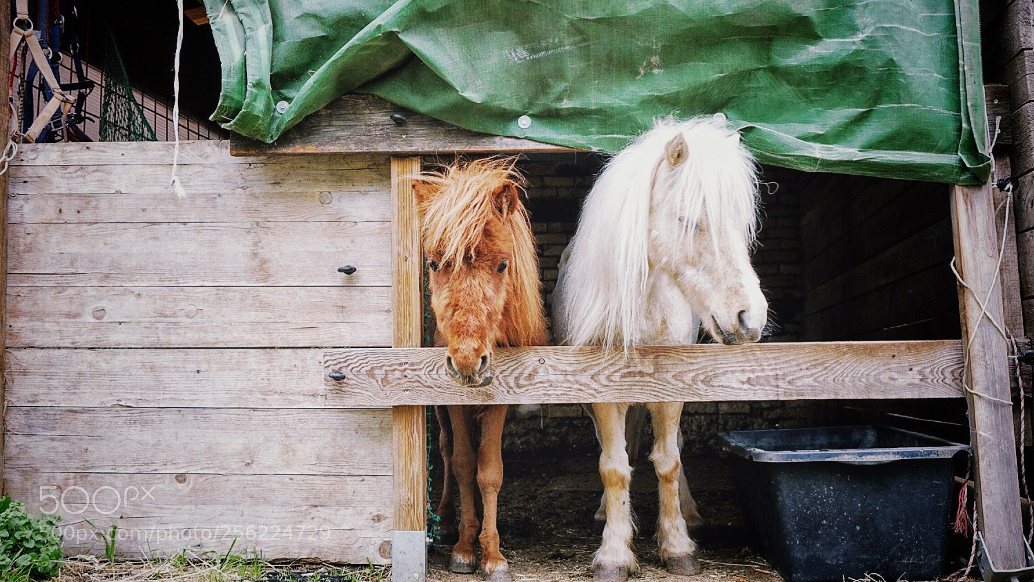 Sony a6300 sample photo. Seabiscuit. photography