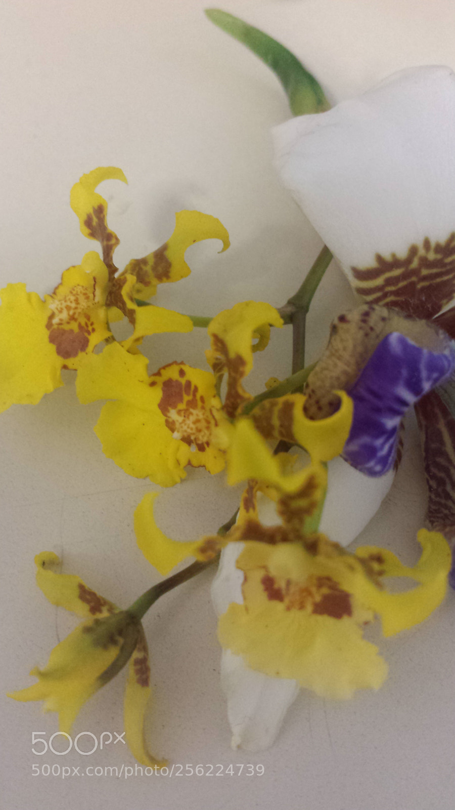 Samsung Galaxy S4 sample photo. Untitled photography