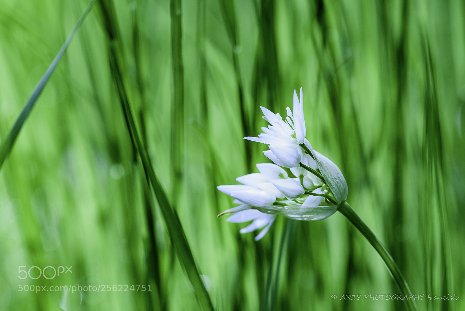 Nikon D810 sample photo. Allium ursinum photography