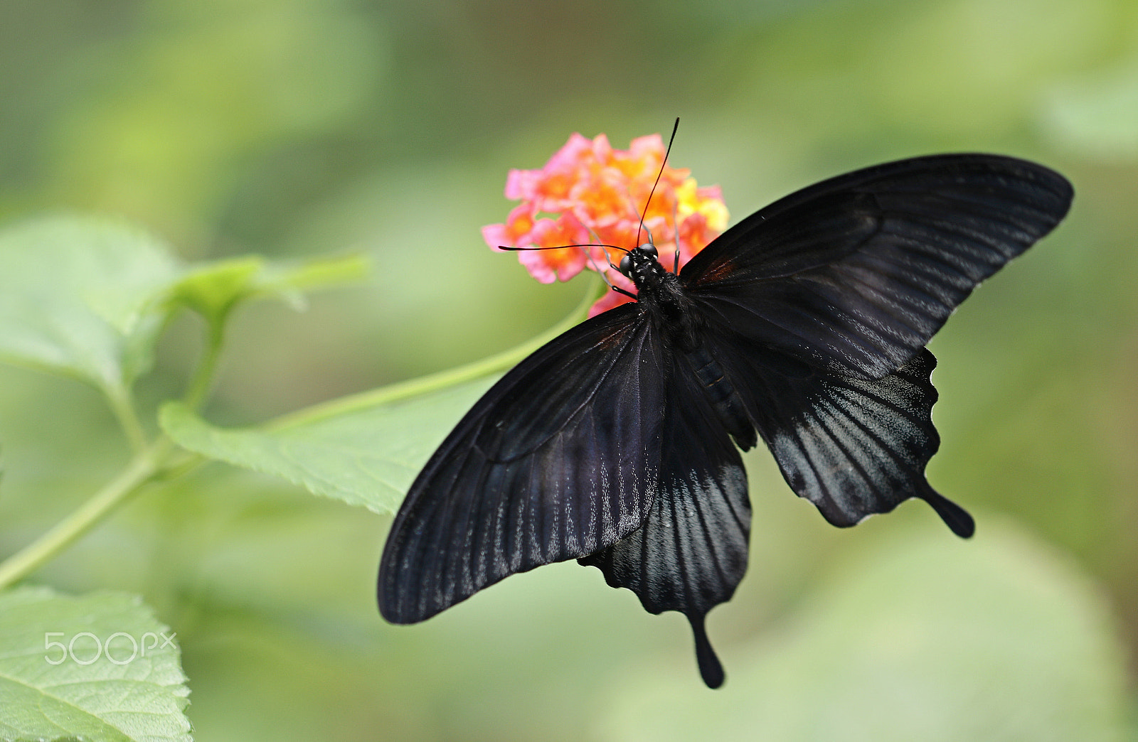 Canon EF 100mm F2.8L Macro IS USM sample photo. Butterfly photography