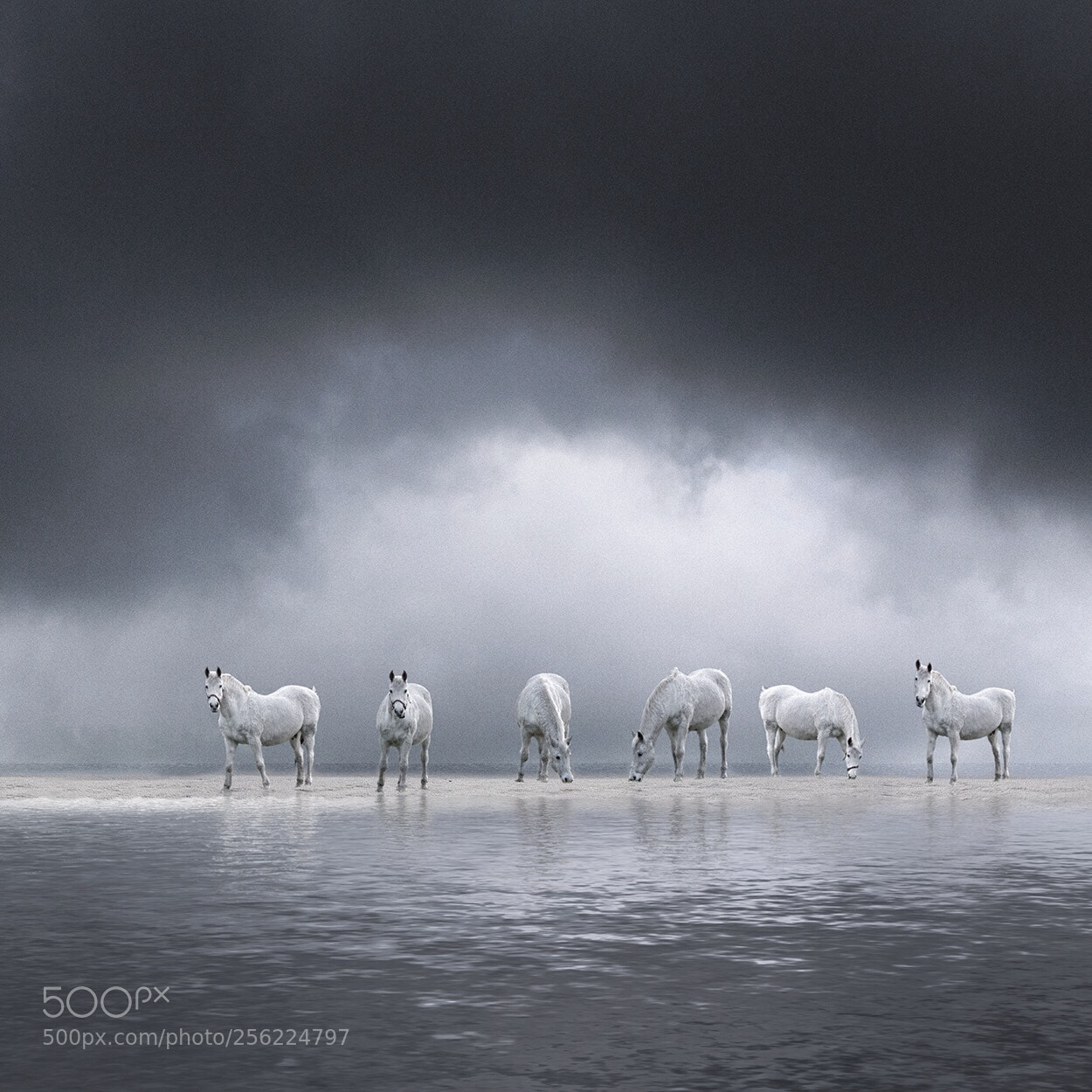 Canon EOS 6D sample photo. Horses photography