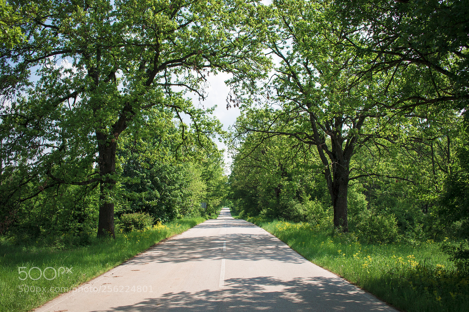 Canon EOS 7D Mark II sample photo. Tranquility on the road photography