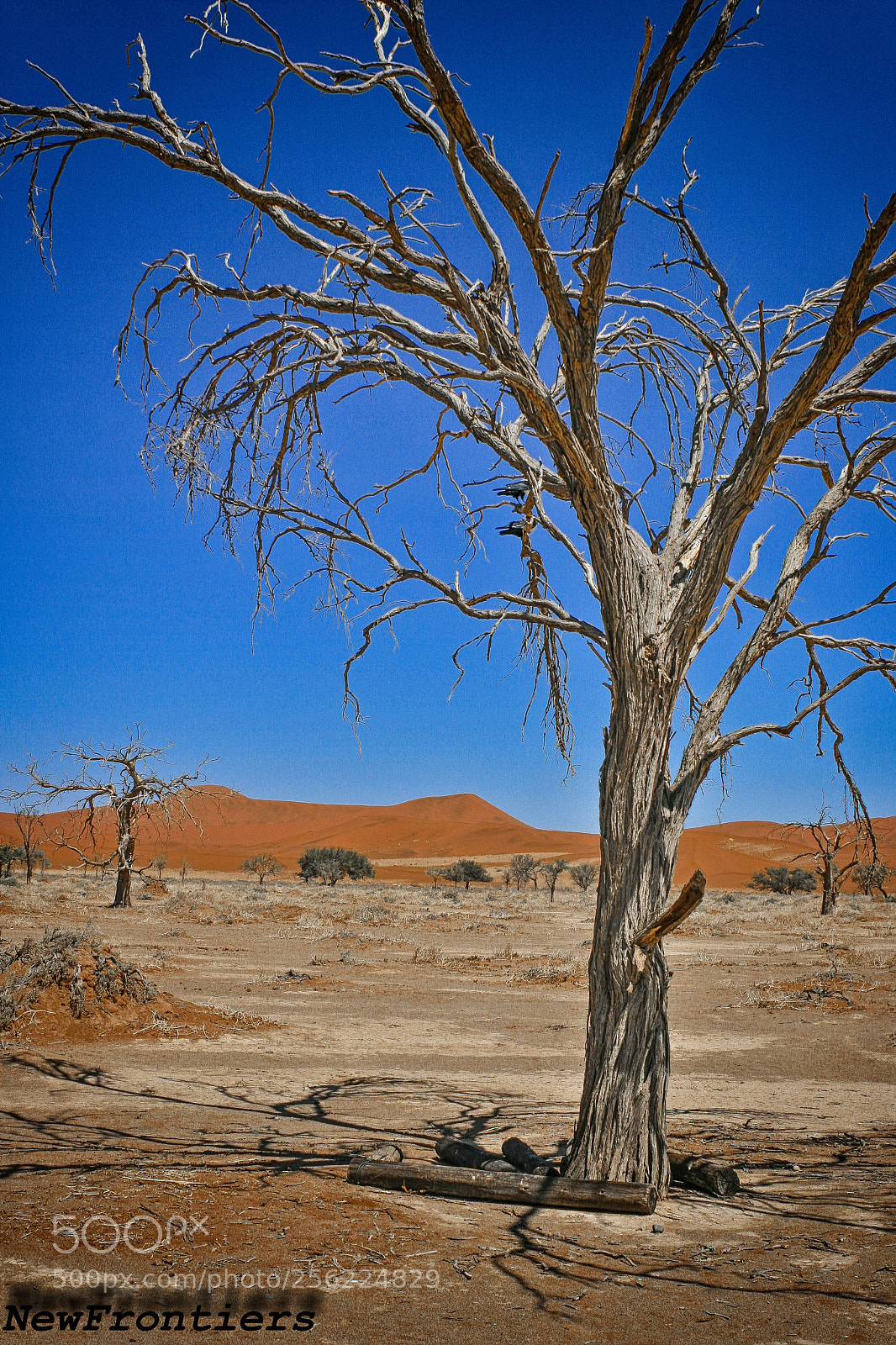 Canon EOS 400D (EOS Digital Rebel XTi / EOS Kiss Digital X) sample photo. Deadvlei - namibia photography