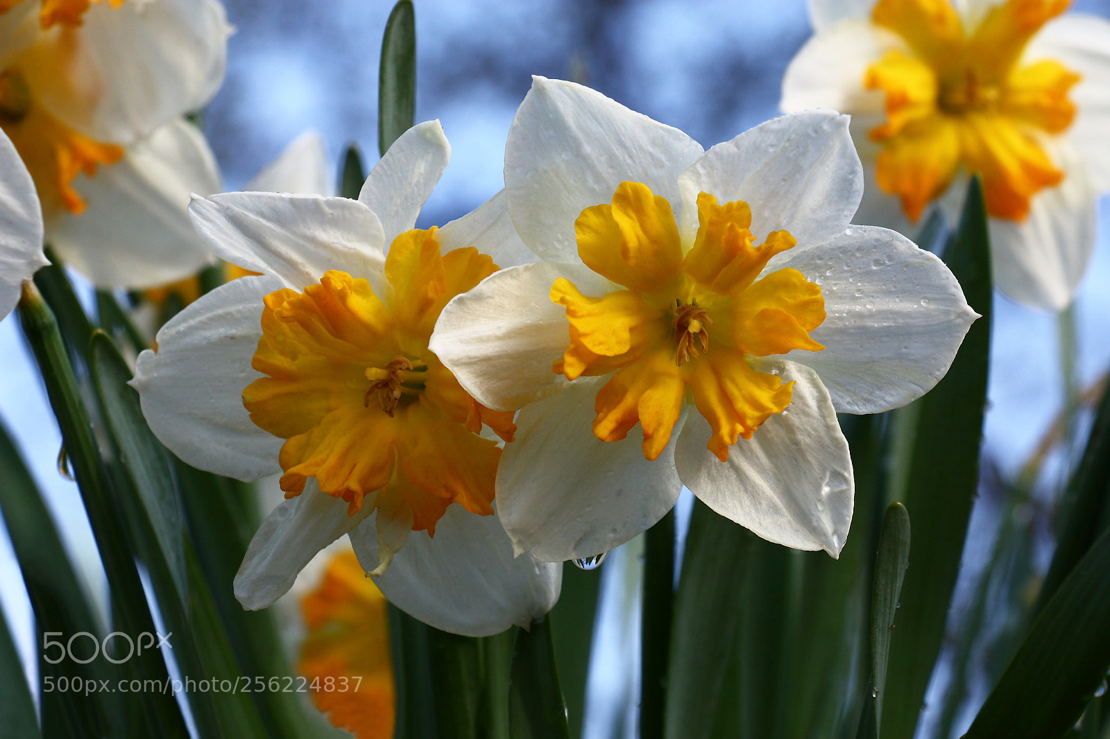 Canon EOS 450D (EOS Rebel XSi / EOS Kiss X2) sample photo. Narcissuses and blue sky. photography