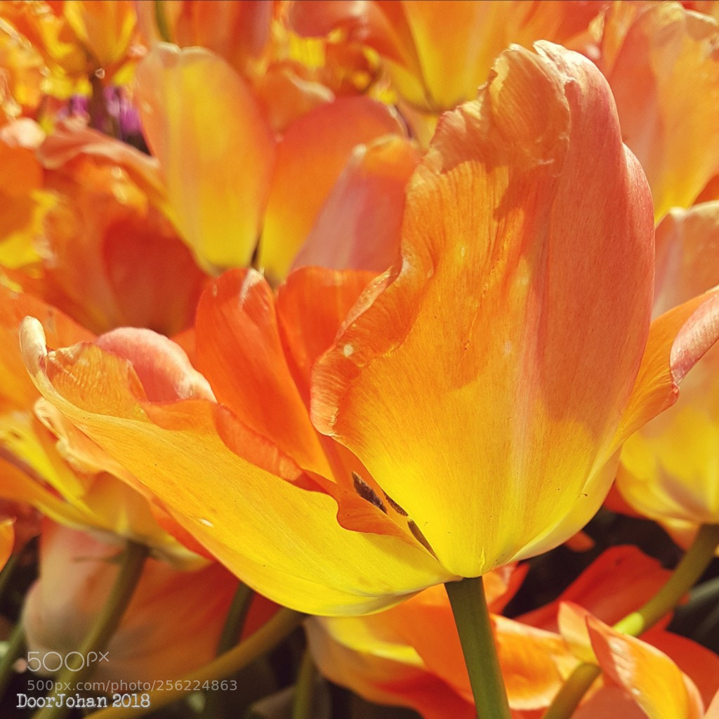 Samsung Galaxy S7 sample photo. Flamboyant tulip photography