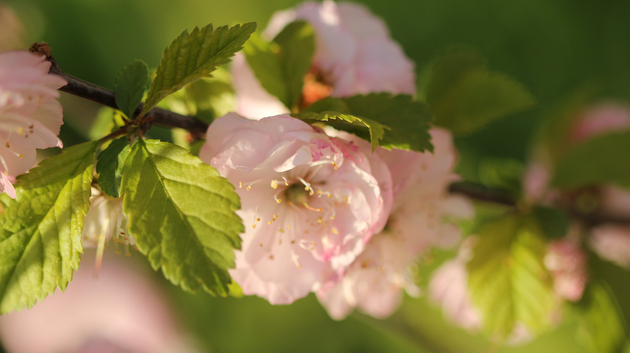 Canon EF 100mm F2.8 Macro USM sample photo. Gentle color photography