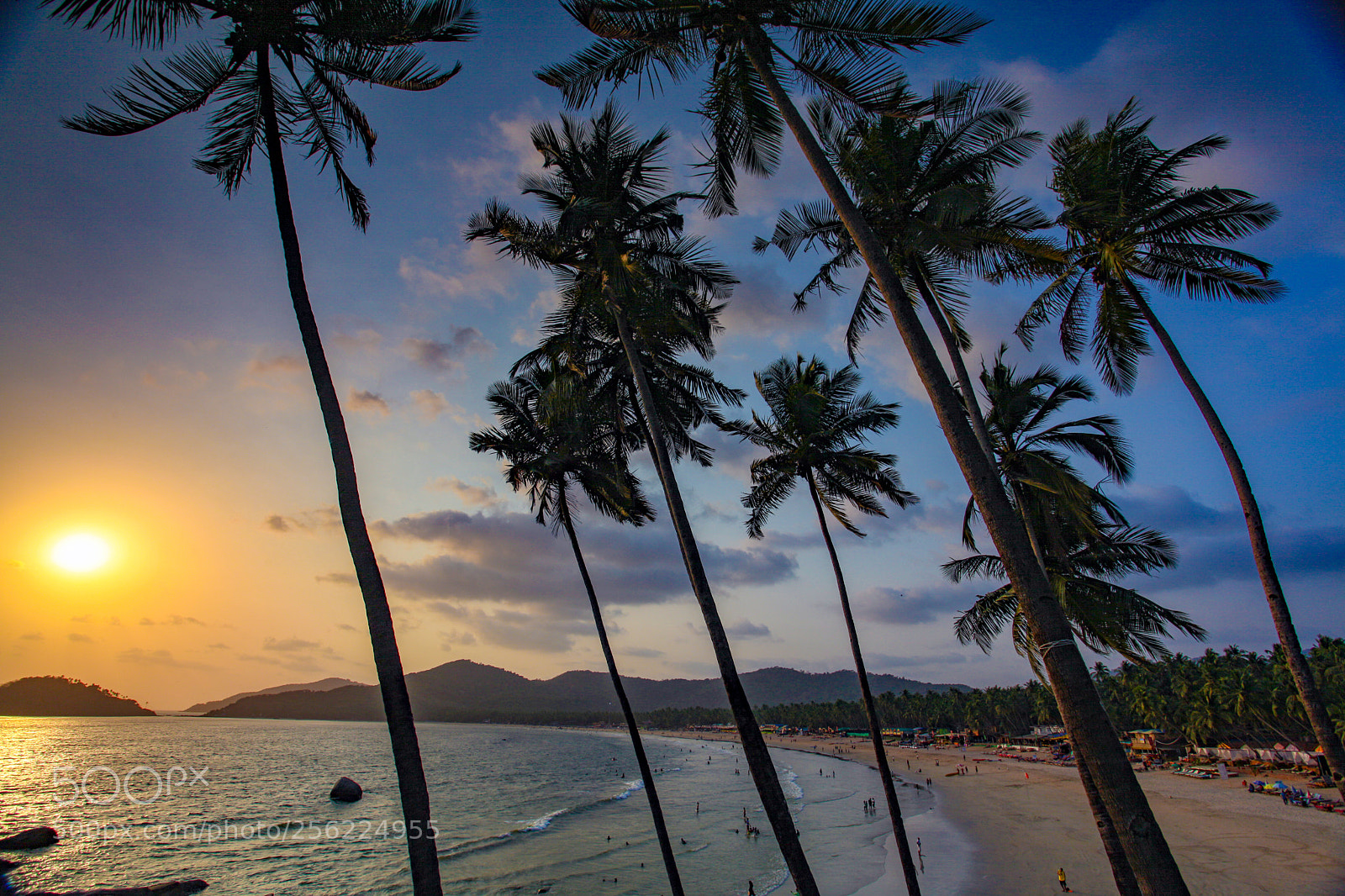 Canon EOS 5D Mark II sample photo. Palmtree photography