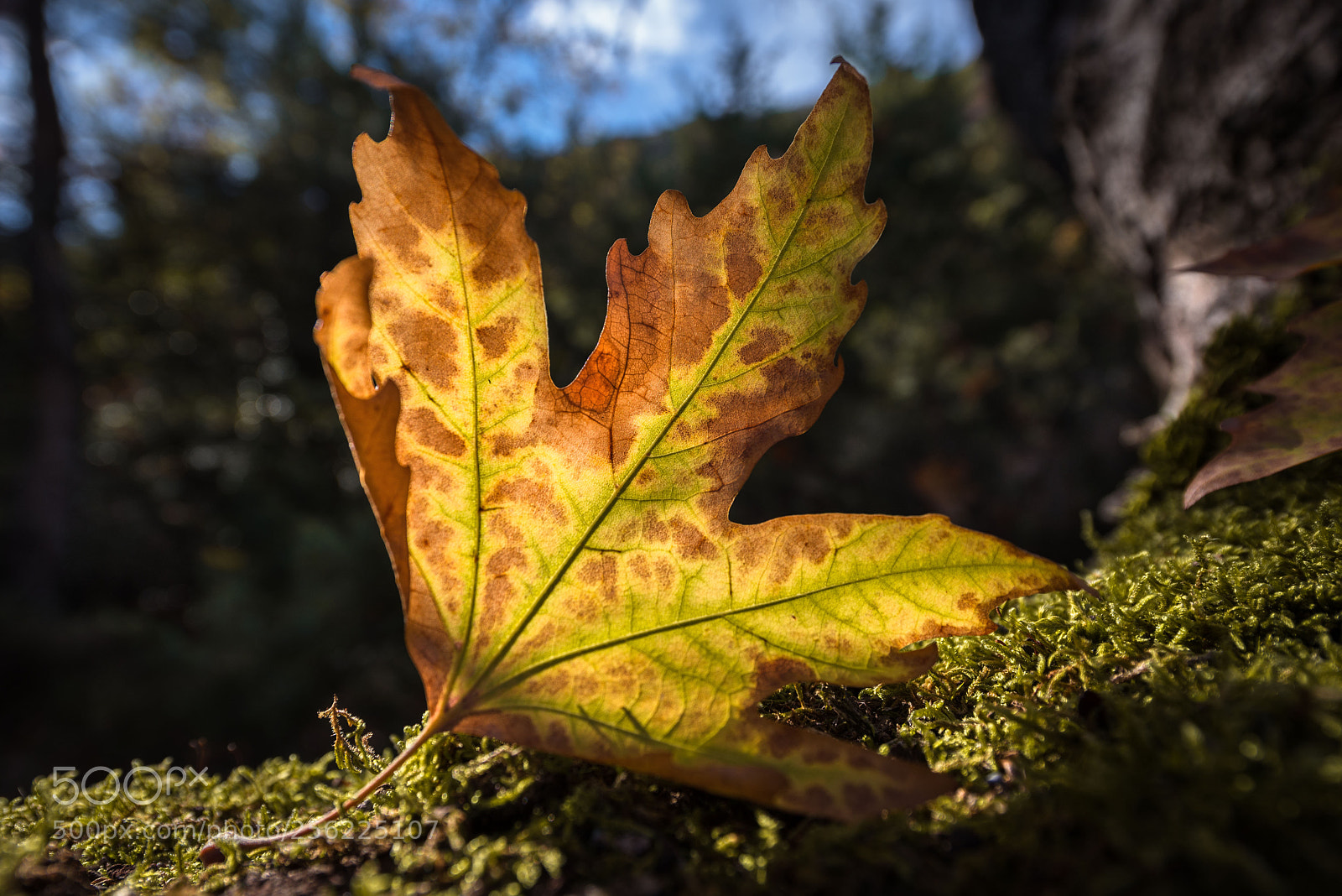 Nikon D600 sample photo. *** photography