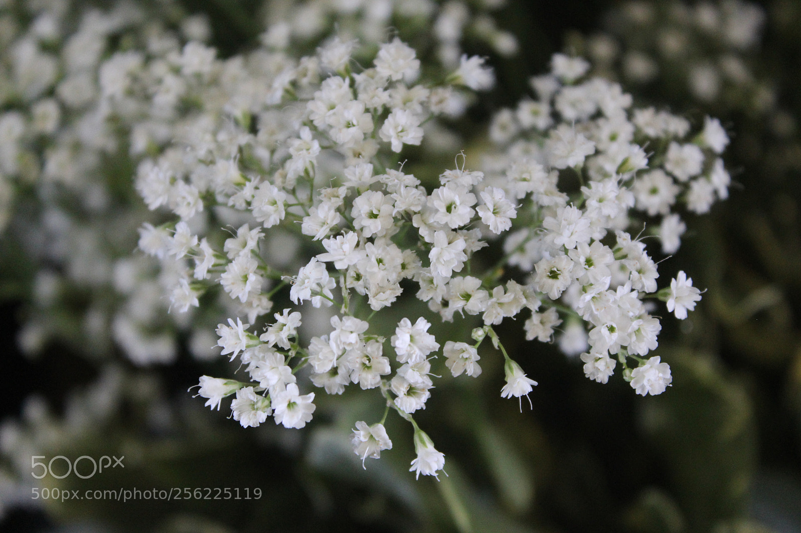 Canon EOS 1200D (EOS Rebel T5 / EOS Kiss X70 / EOS Hi) sample photo. Marco photography
