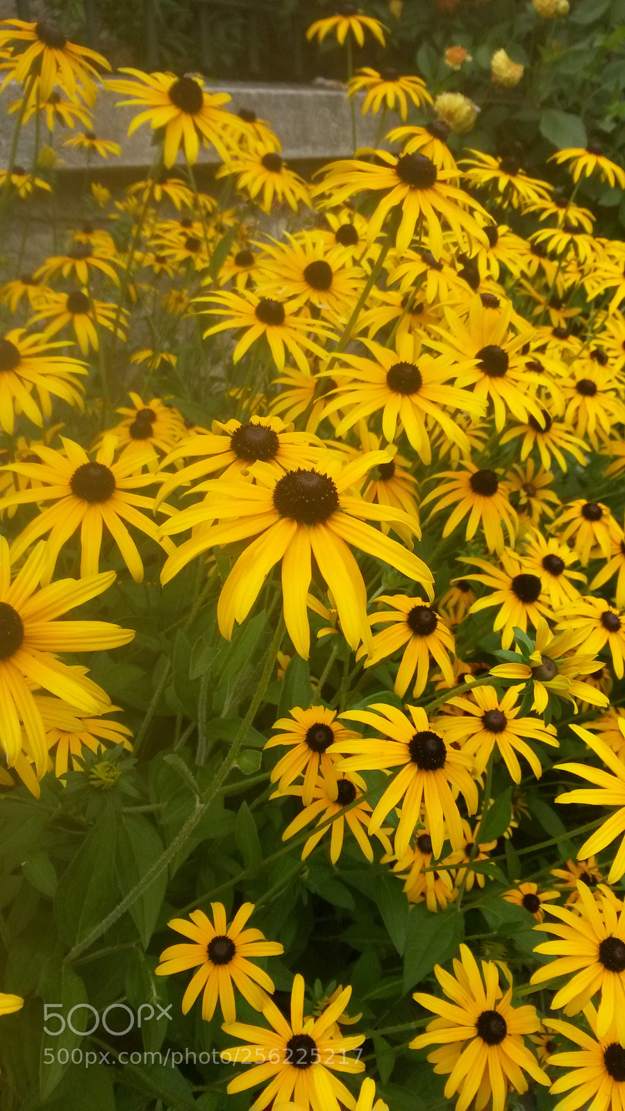 Samsung Galaxy S4 Mini sample photo. 20150807_133658.jpg photography
