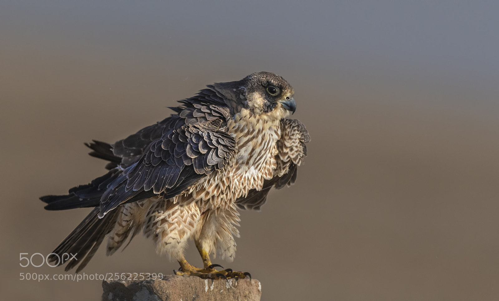 Nikon D500 sample photo. Peregrine falcon photography