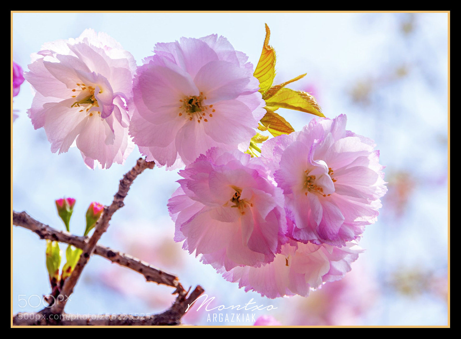 Nikon D700 sample photo. Flowers photography