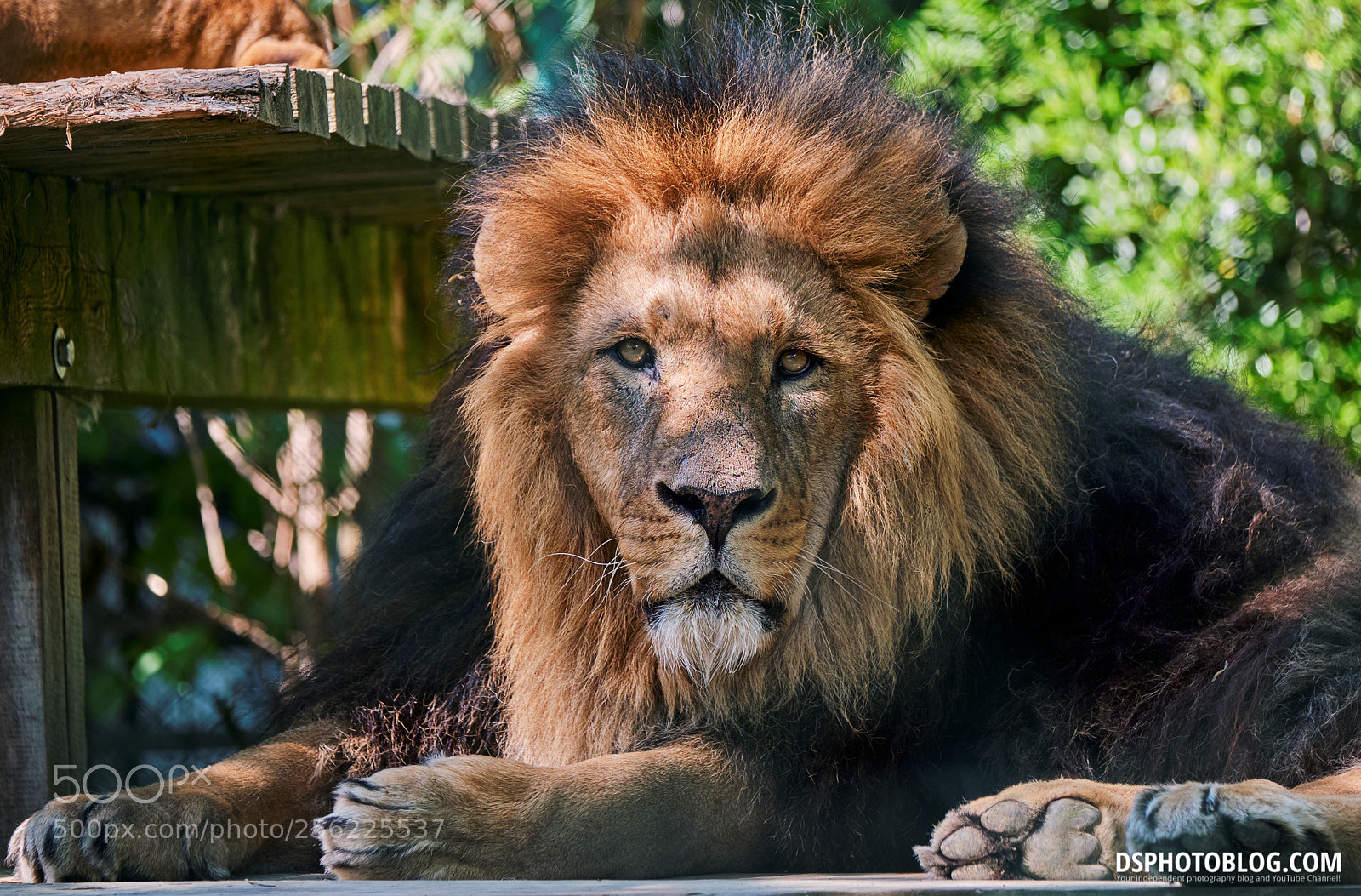 Fujifilm X-T2 sample photo. Lion photography