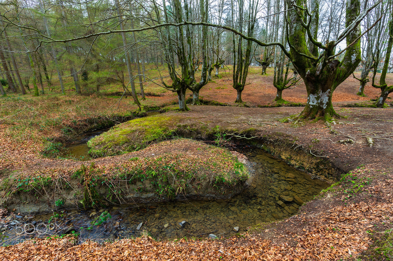 Canon EOS 6D sample photo. Otzarreta beech forest  180317-5134 photography