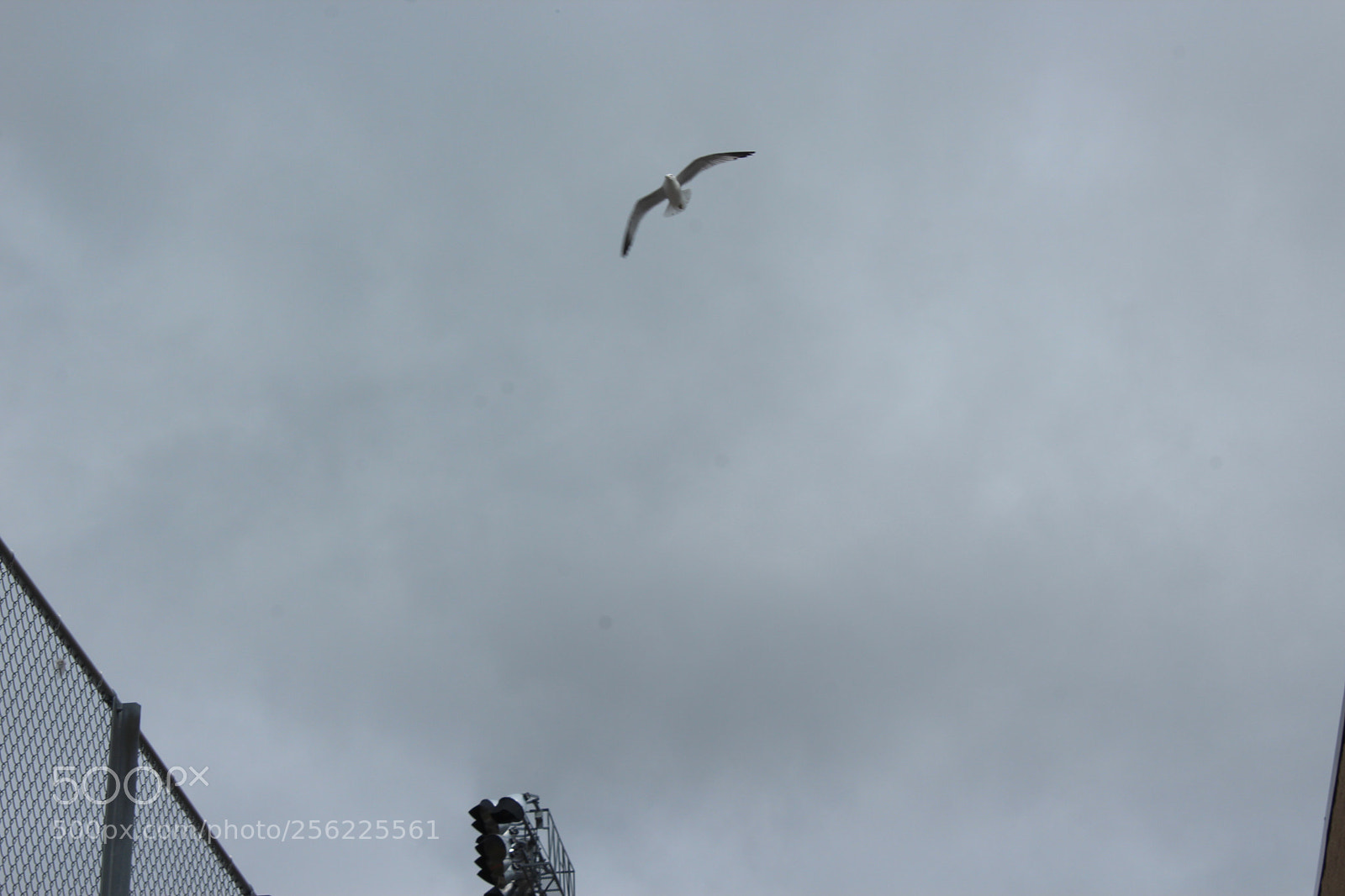 Canon EOS 1200D (EOS Rebel T5 / EOS Kiss X70 / EOS Hi) sample photo. Seagull photography