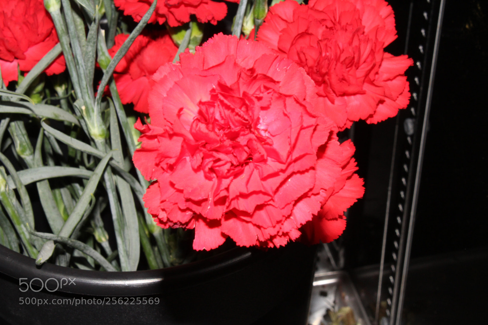 Canon EOS 1200D (EOS Rebel T5 / EOS Kiss X70 / EOS Hi) sample photo. Team composition project photography