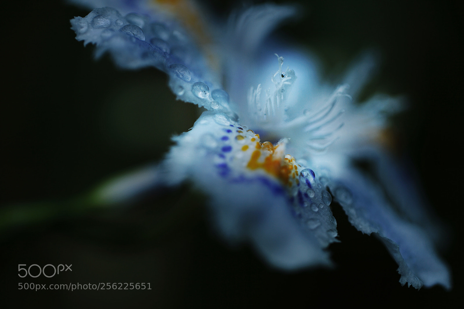 Sony a7 II sample photo. Fringed iris photography