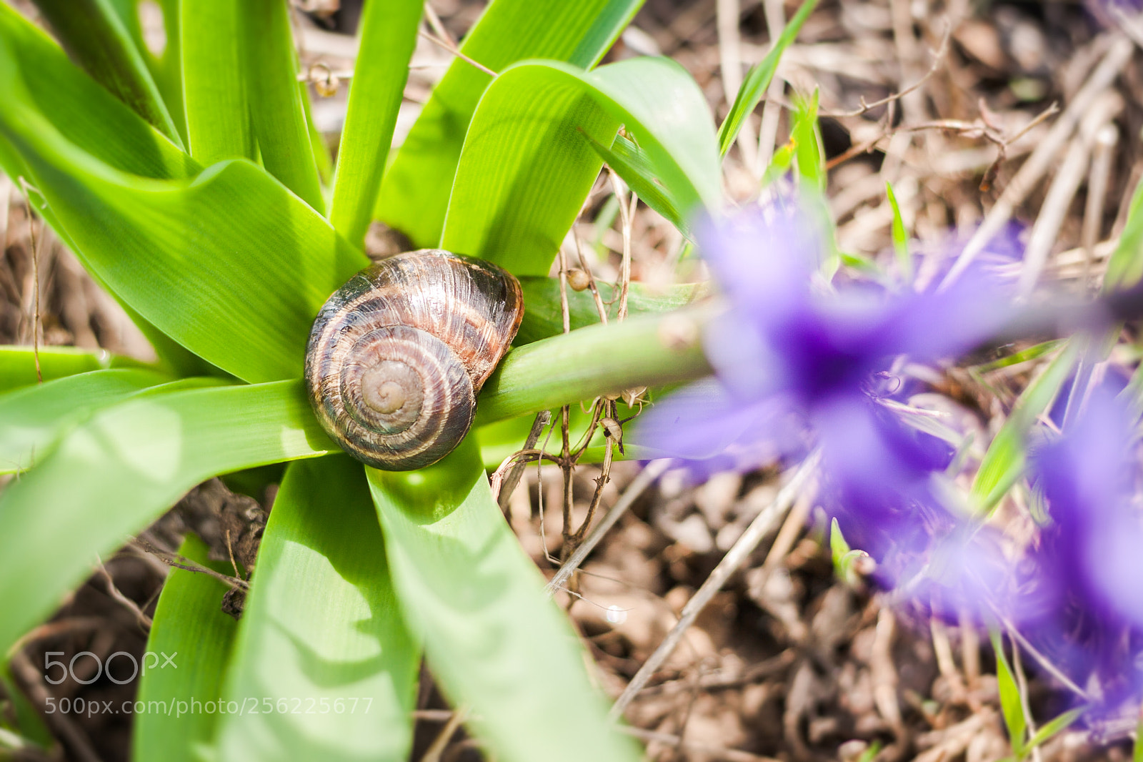 Canon EOS 50D sample photo. Sping time photography