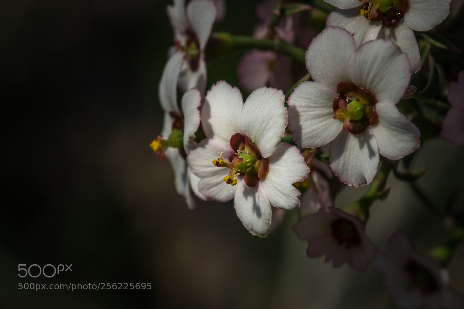 Fujifilm X-T1 sample photo. Euphorbia xanthii photography