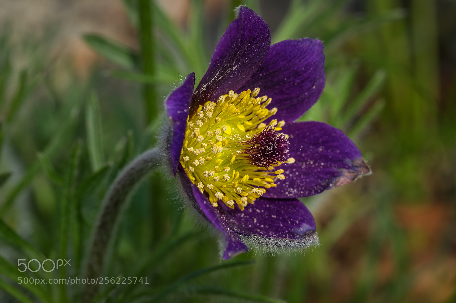 Fujifilm X-T1 sample photo. Kuhschelle (pasque flower) photography