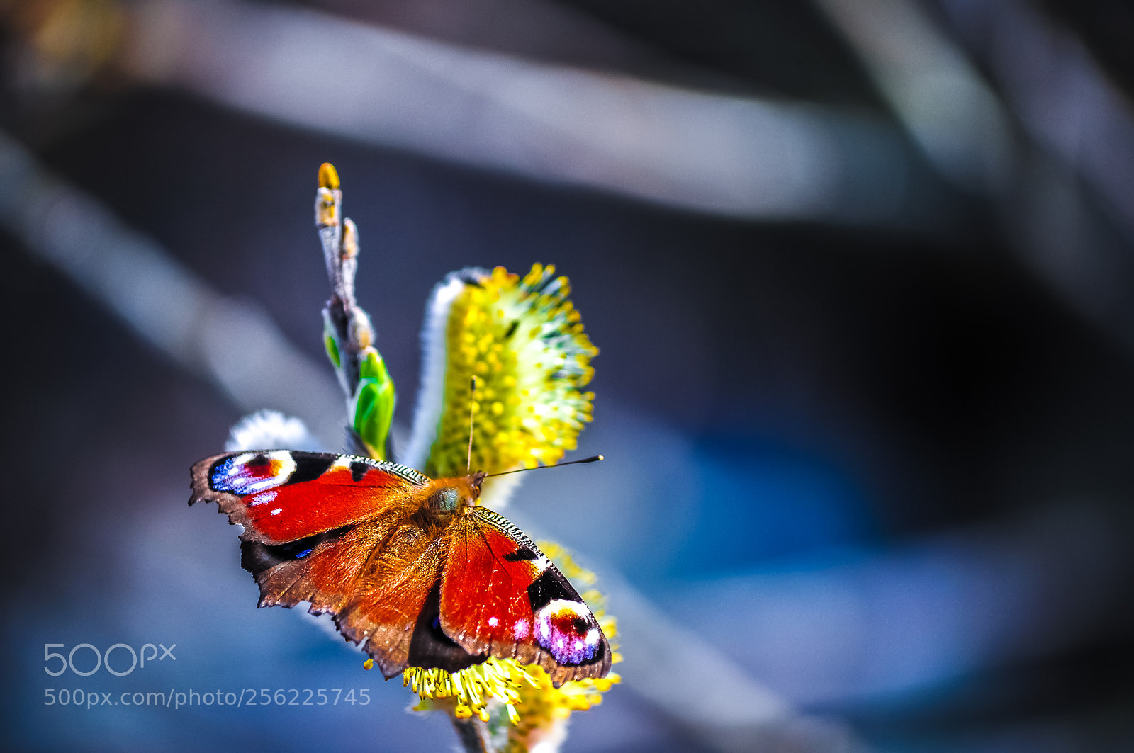 Nikon D5000 sample photo. Amazing colors of nature :) photography