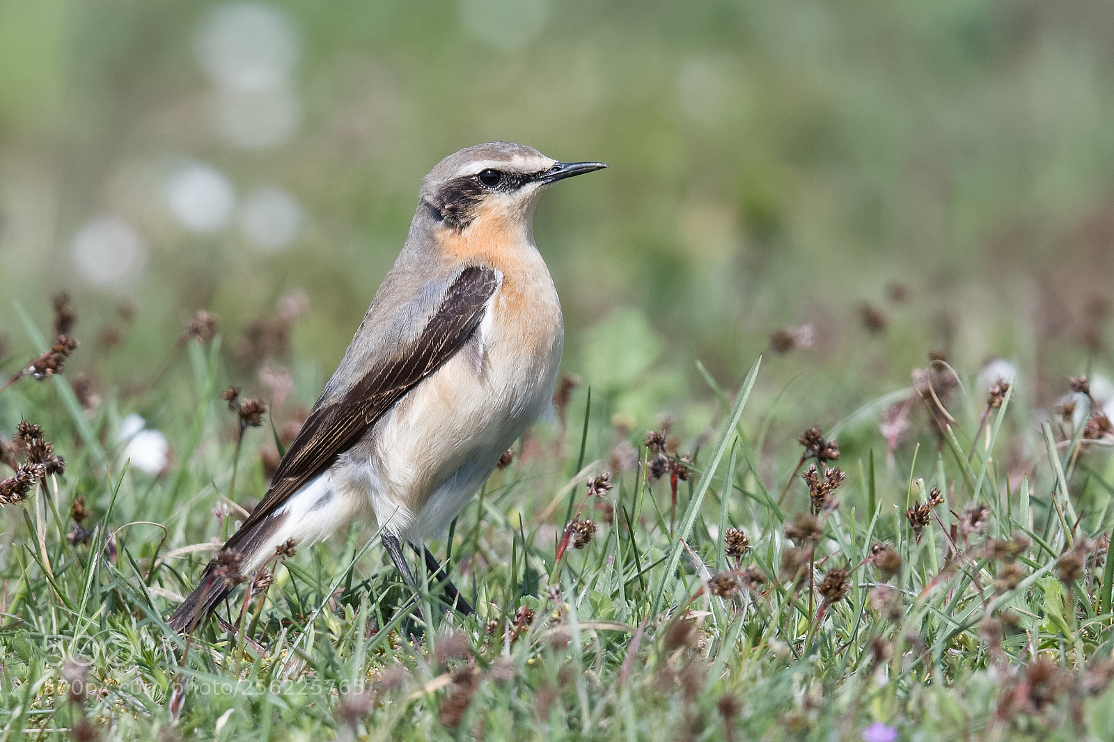 Nikon D500 sample photo. Wheatear photography