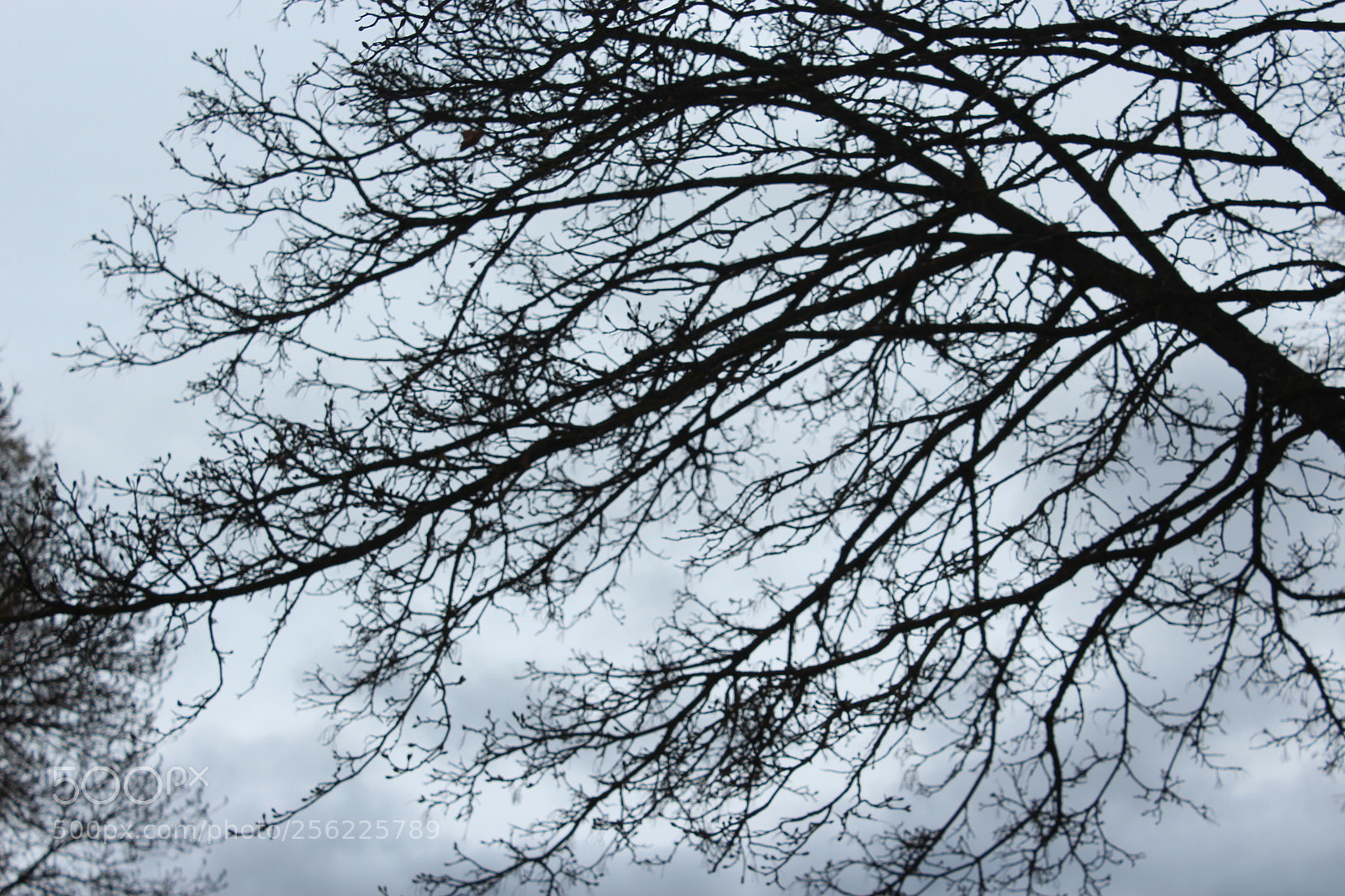 Canon EOS 1200D (EOS Rebel T5 / EOS Kiss X70 / EOS Hi) sample photo. Tree photography