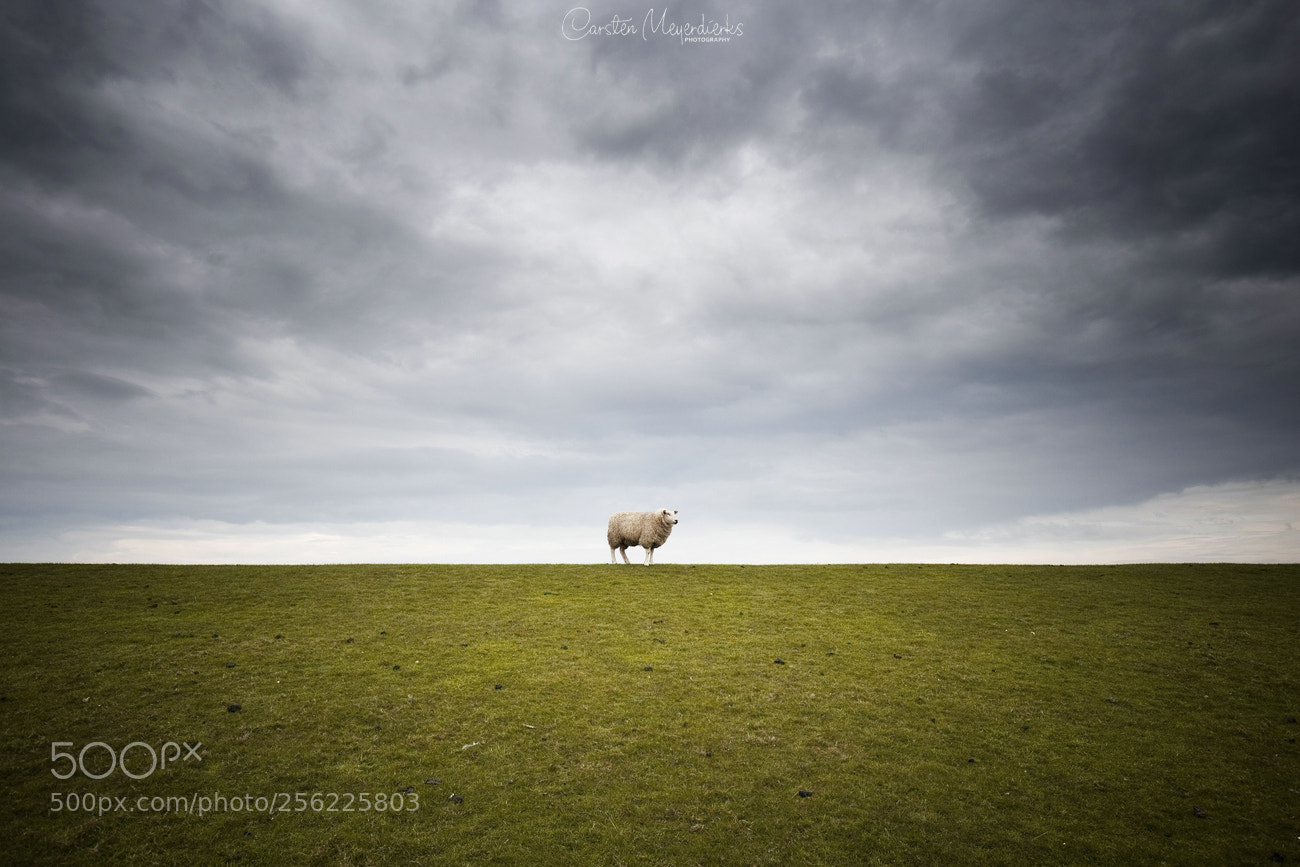 Canon EOS 6D sample photo. Lonely sheep photography