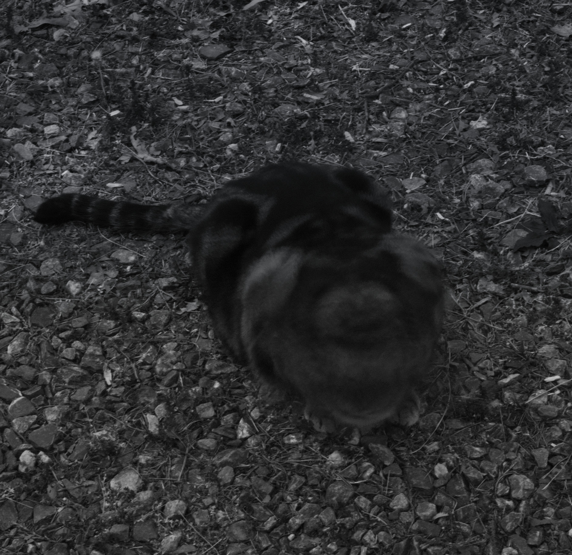 Sigma DP2 Merrill sample photo. Long exposure cat photography