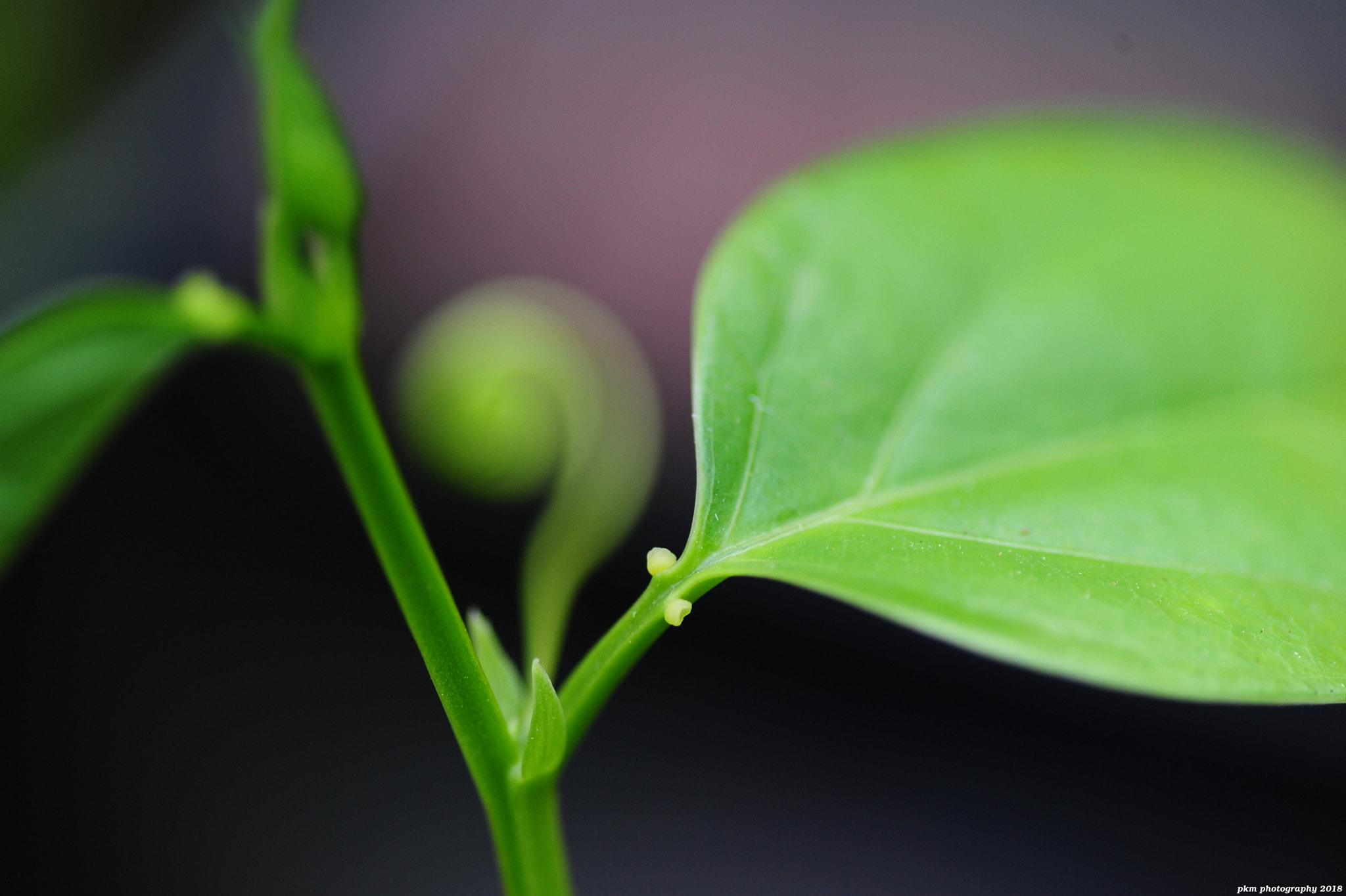 Nikon D700 sample photo. Question mark photography