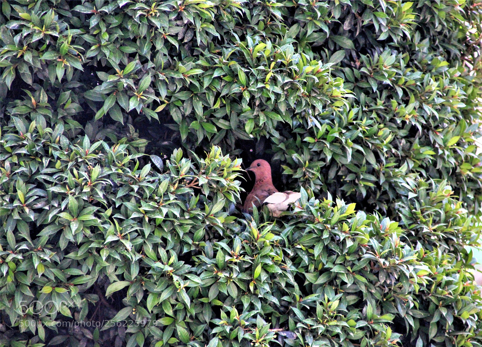 Canon EOS 700D (EOS Rebel T5i / EOS Kiss X7i) sample photo. Pigeon on the tree photography