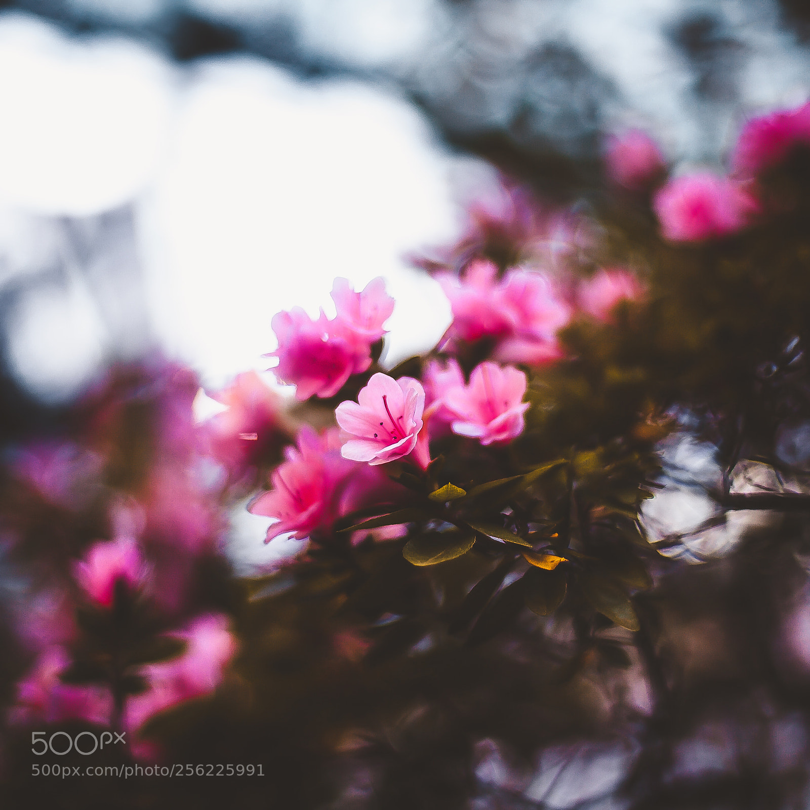 Canon EOS 5D Mark II sample photo. Botanical photography